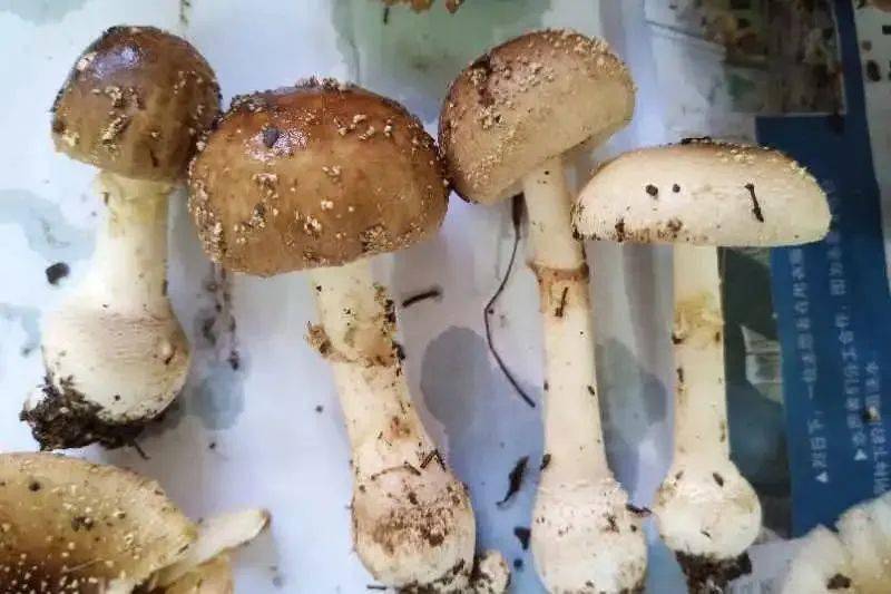 残托鹅膏,小毒蝇鹅膏:全区各地分布,含异噁唑衍生物毒素,神经精神型