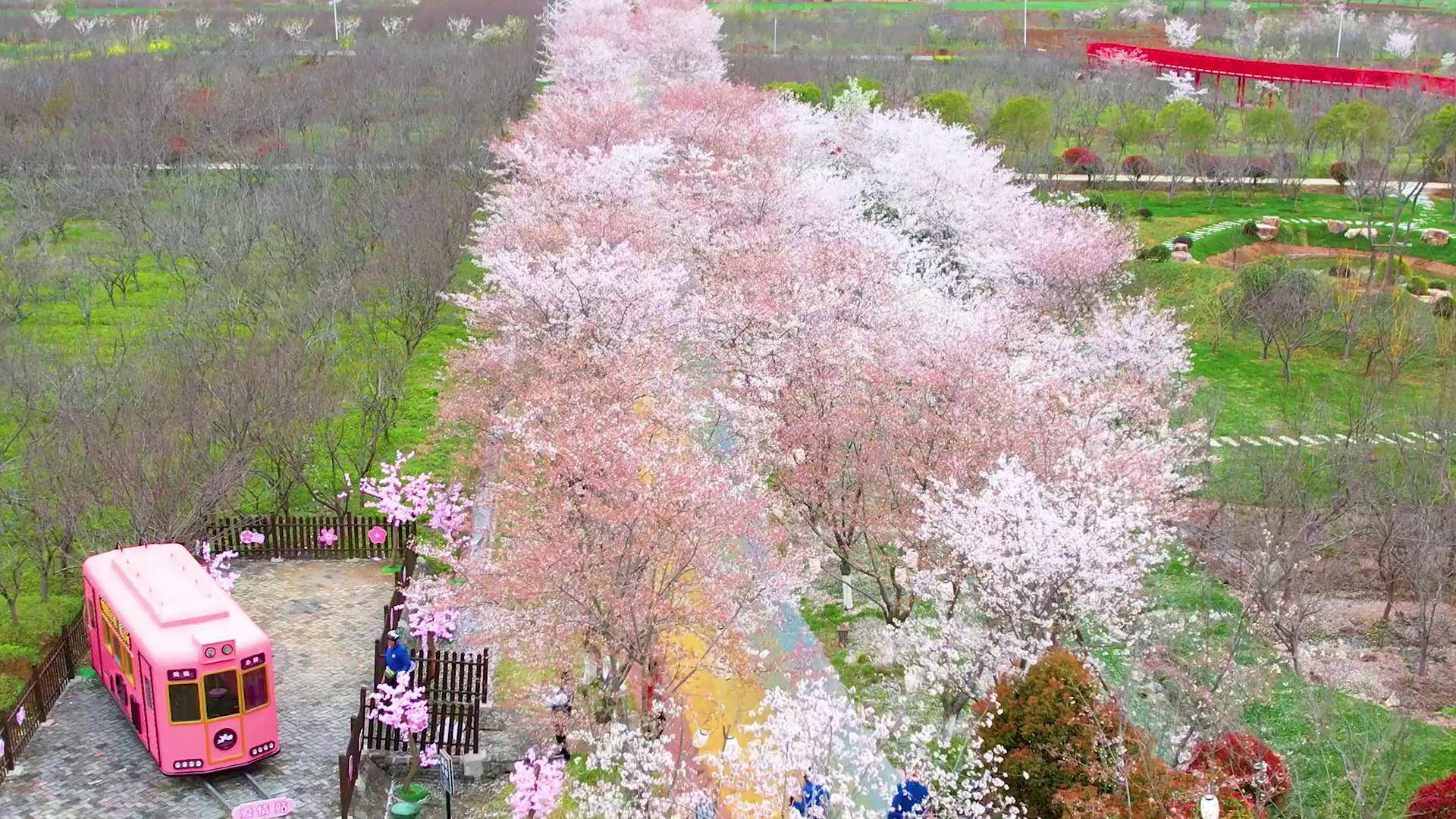 甘泉樱花节图片