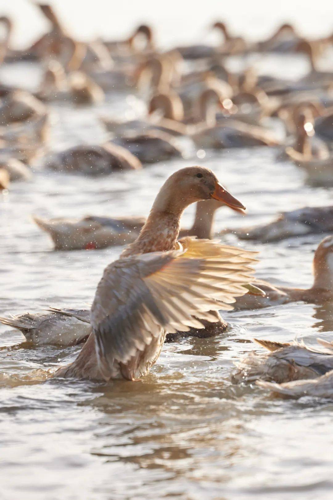 【虎婆香草鸭】地道海南味,"煲正"让你一口魂穿老海南大排档!