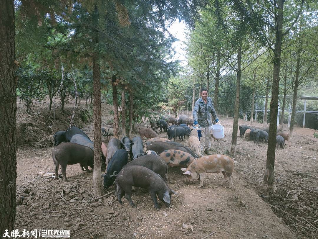 桐梓县茅石镇：放养跑山猪 “跑”出增收路养殖梁世平农户 