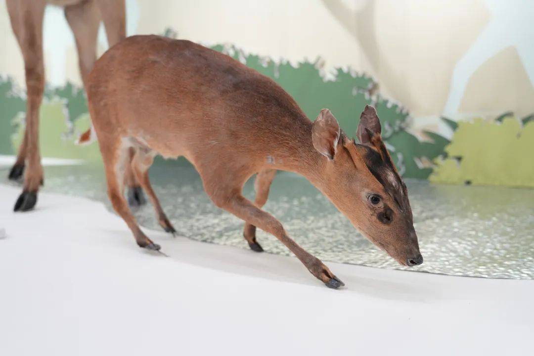 展讯 | "良渚的动物世界之梅花鹿特展"即将开幕!
