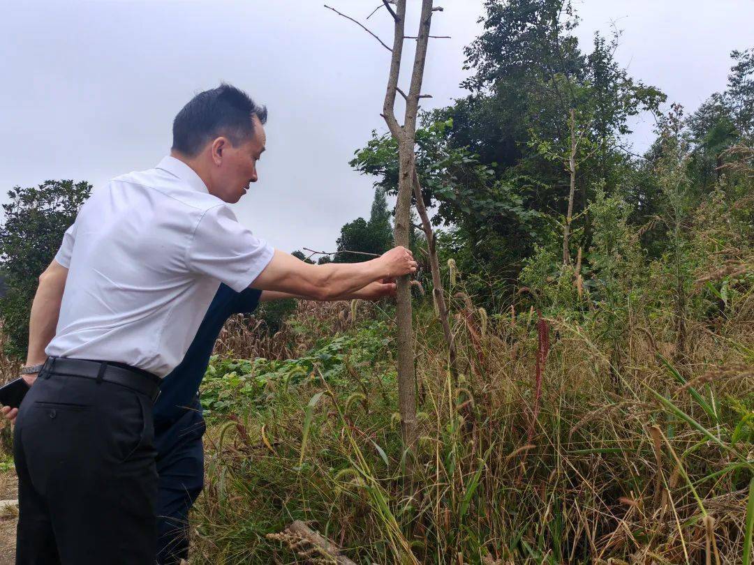 程劲松到播州区督导检查林业领域灾害防治工作_防火_森林