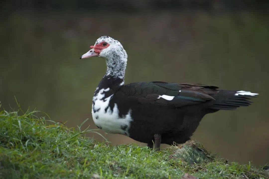 美洲雁——羽绒中的鸭绒皇后.