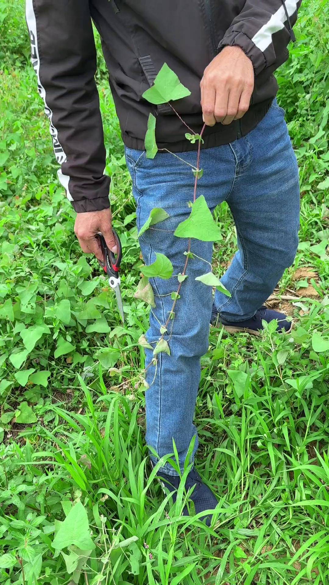 你见过蛇退草吗?有农村人常常收采它 三农 科普知识
