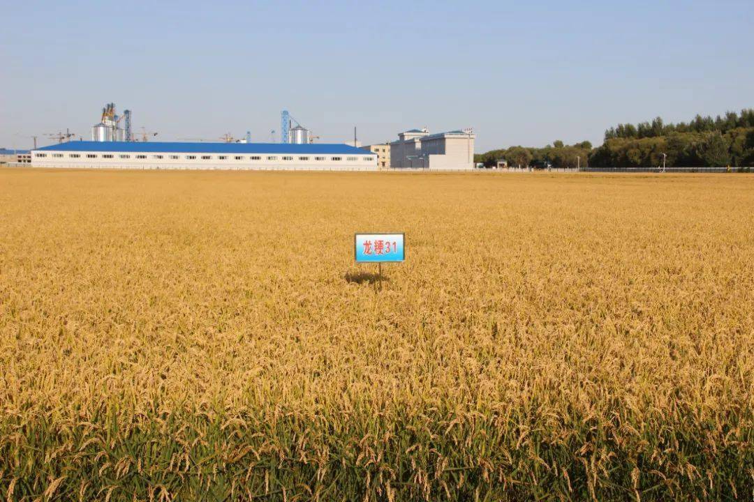 龙粳43水稻品种介绍图片