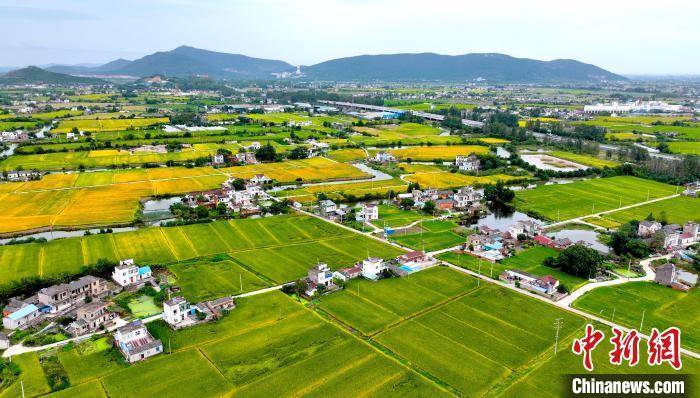 安徽马鞍山秋染田园 "丰"景如画_刘勤利_稻田_公元