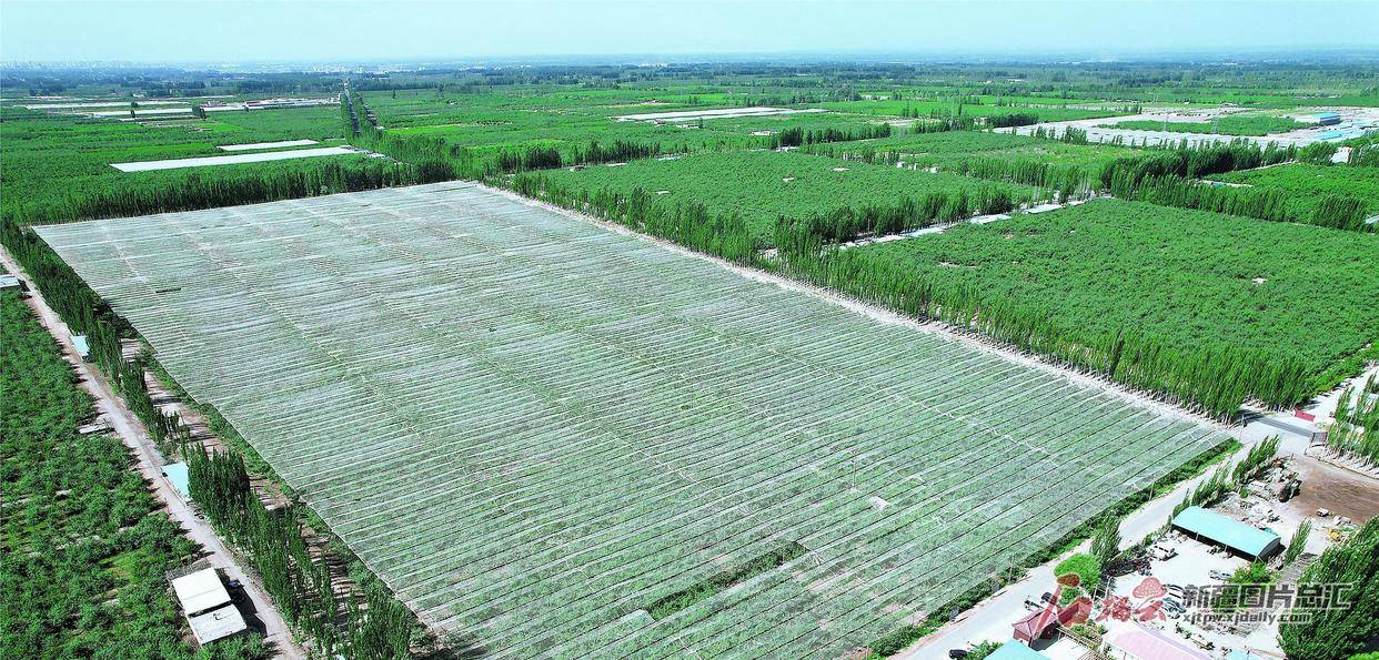 游客在温宿县柯柯牙镇阿克苏冰雪蜜脆园设施农业基地大棚采摘樱桃(4月