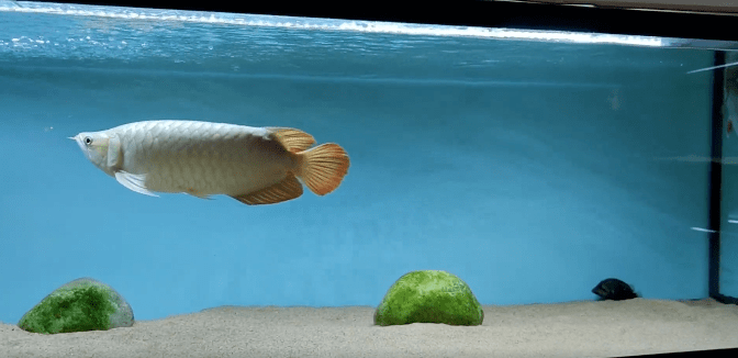 水族箱造景~底沙之谜(图文并茂版)_底部_粪便_鱼缸