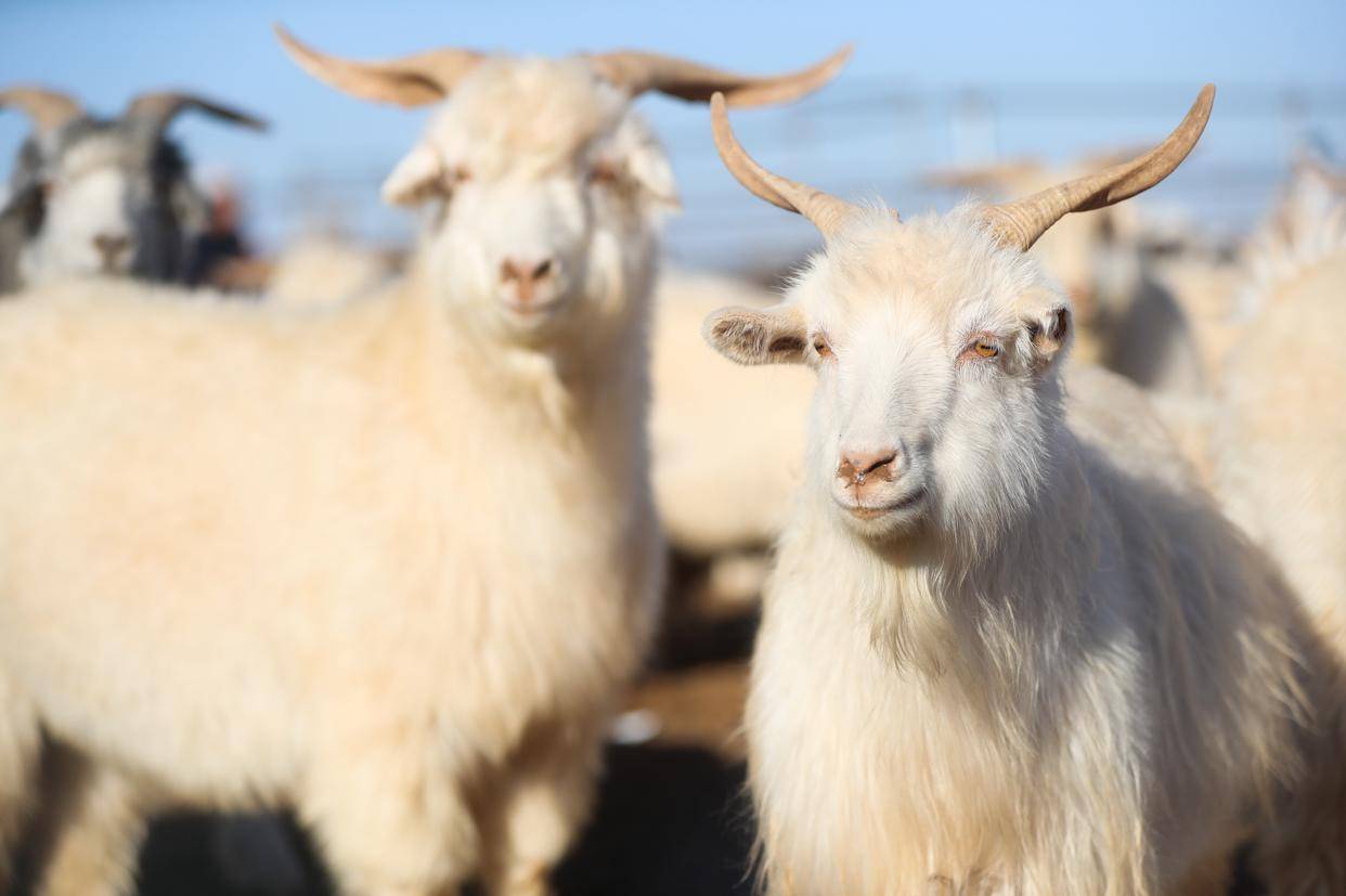 app畅享高清图片这是10月16日在道尔吉家羊圈拍摄的阿尔巴斯绒山羊
