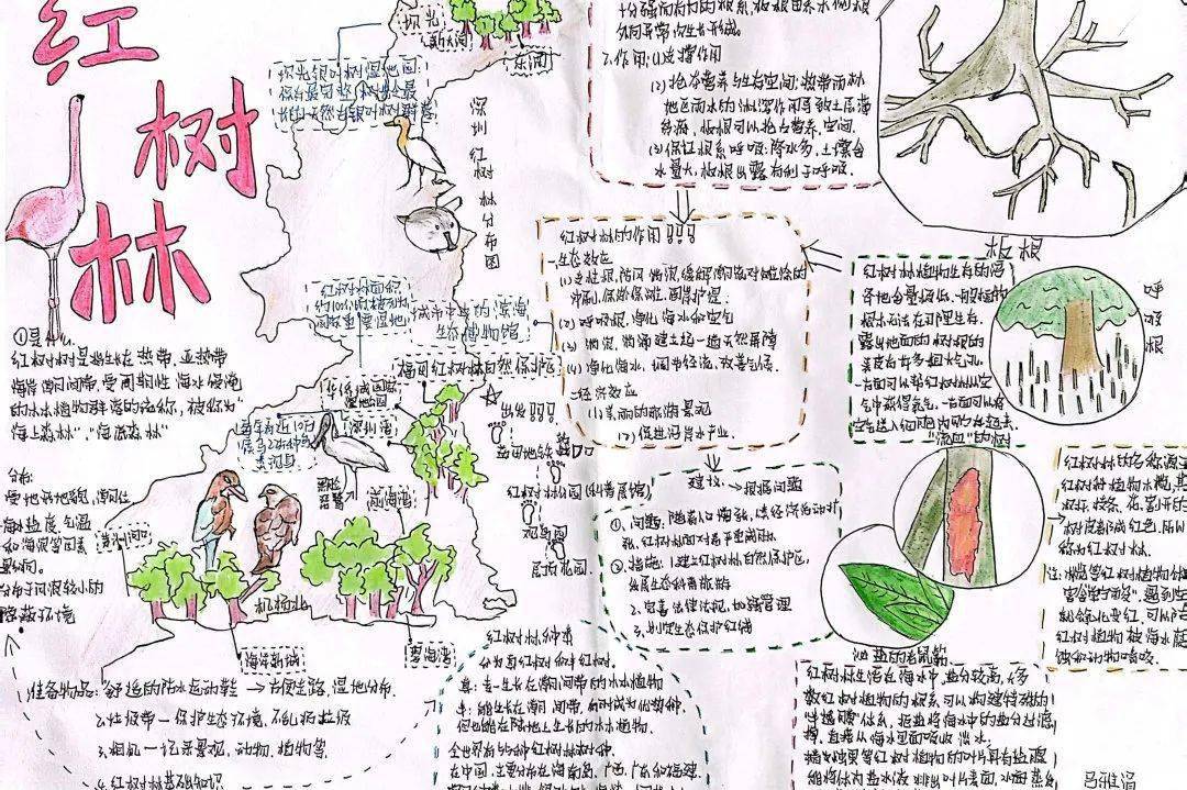 研学地点 | 红树林公园在选择研学地点之前,我一度很优豫.