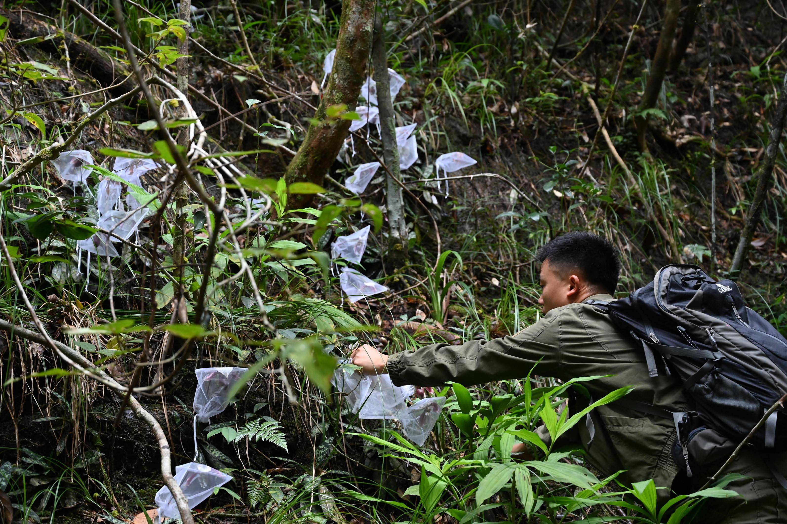 据深圳市兰科植物保护研究中心副主任王美娜介绍,基于长期的观测调查