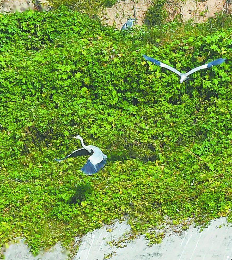 黄河湿地秋景胜 候鸟翔集舞蹁跹——孟州黄河湿地迎来今年首批候鸟
