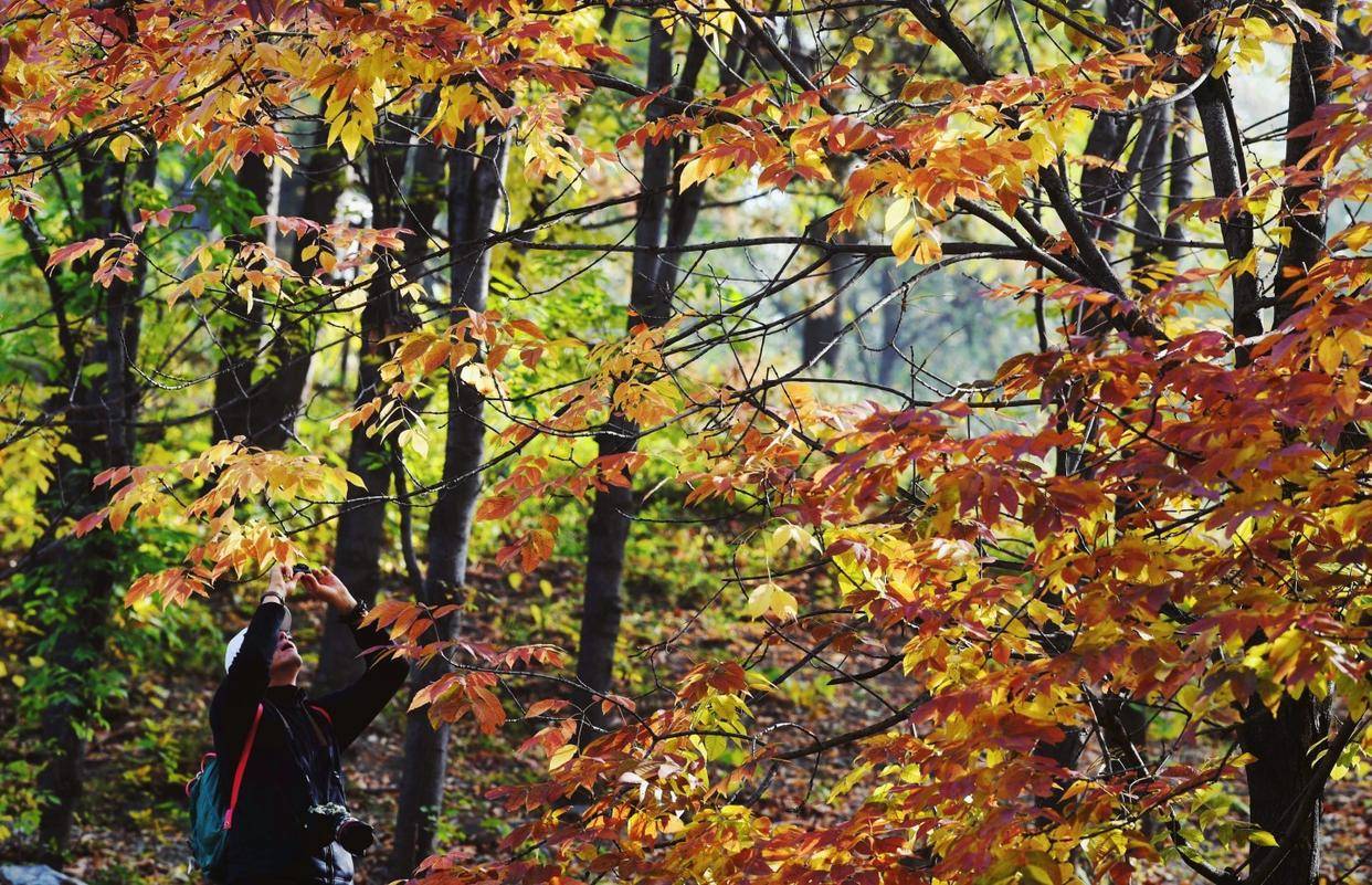 红叶白蜡,"庭院蓝精灵",国家植物园引进新植物延长彩叶观赏期_云杉