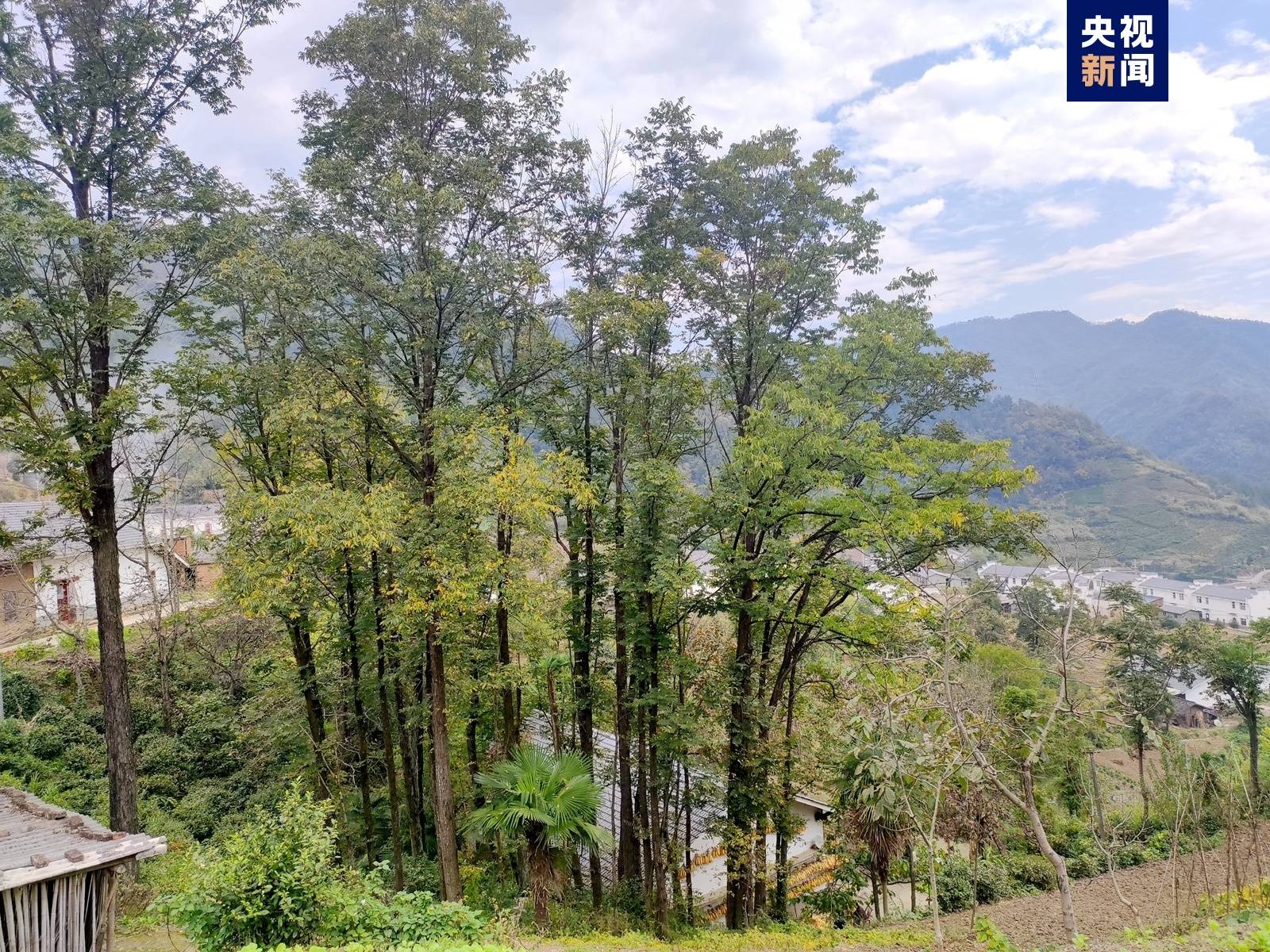 湖北十堰发现大片国家二级保护植物红椿_红色_竹坪乡_寨村