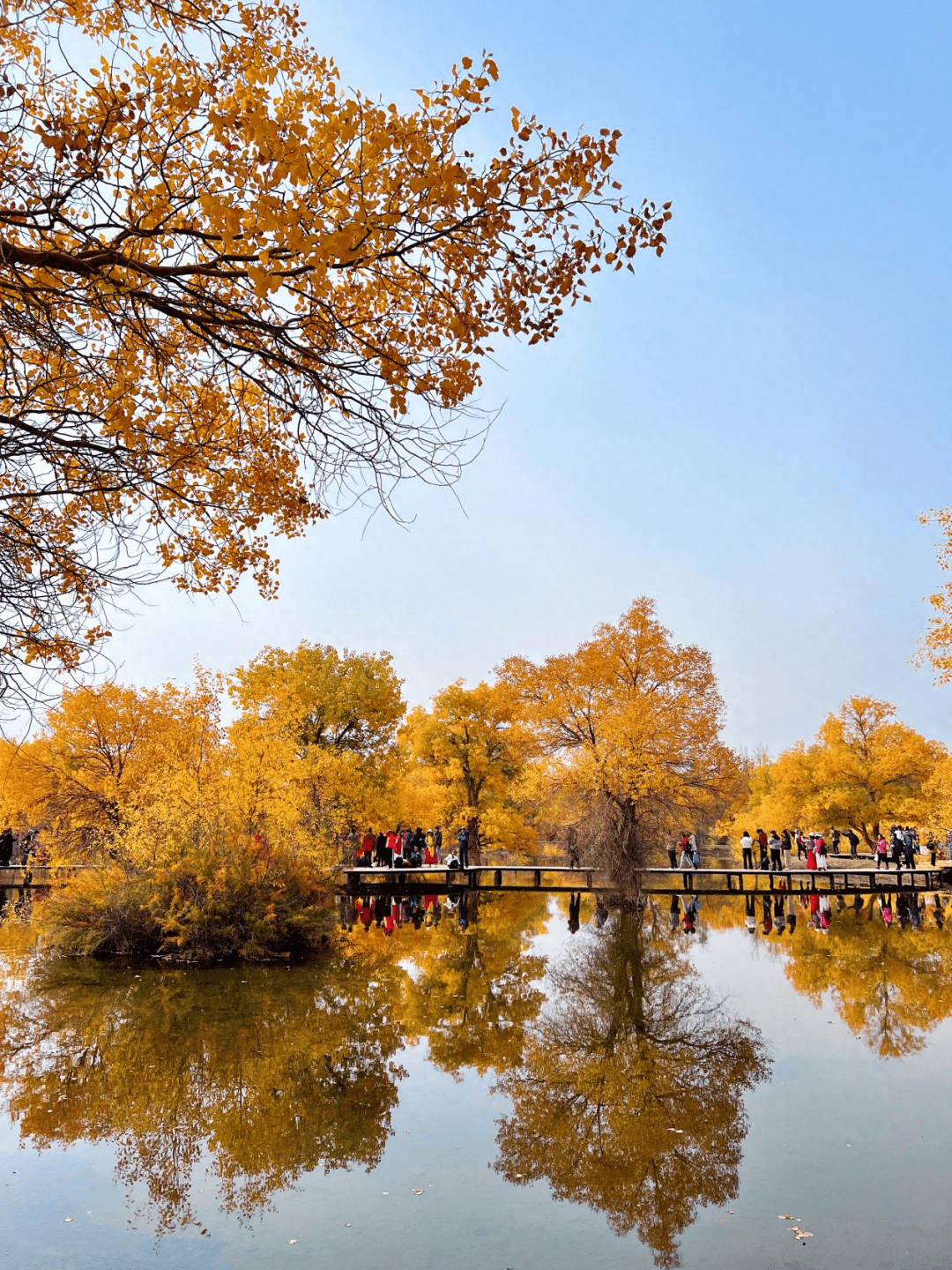 深秋的金塔胡杨林,戈壁荒漠中一道最美的风景线_风沙_西风_大西北