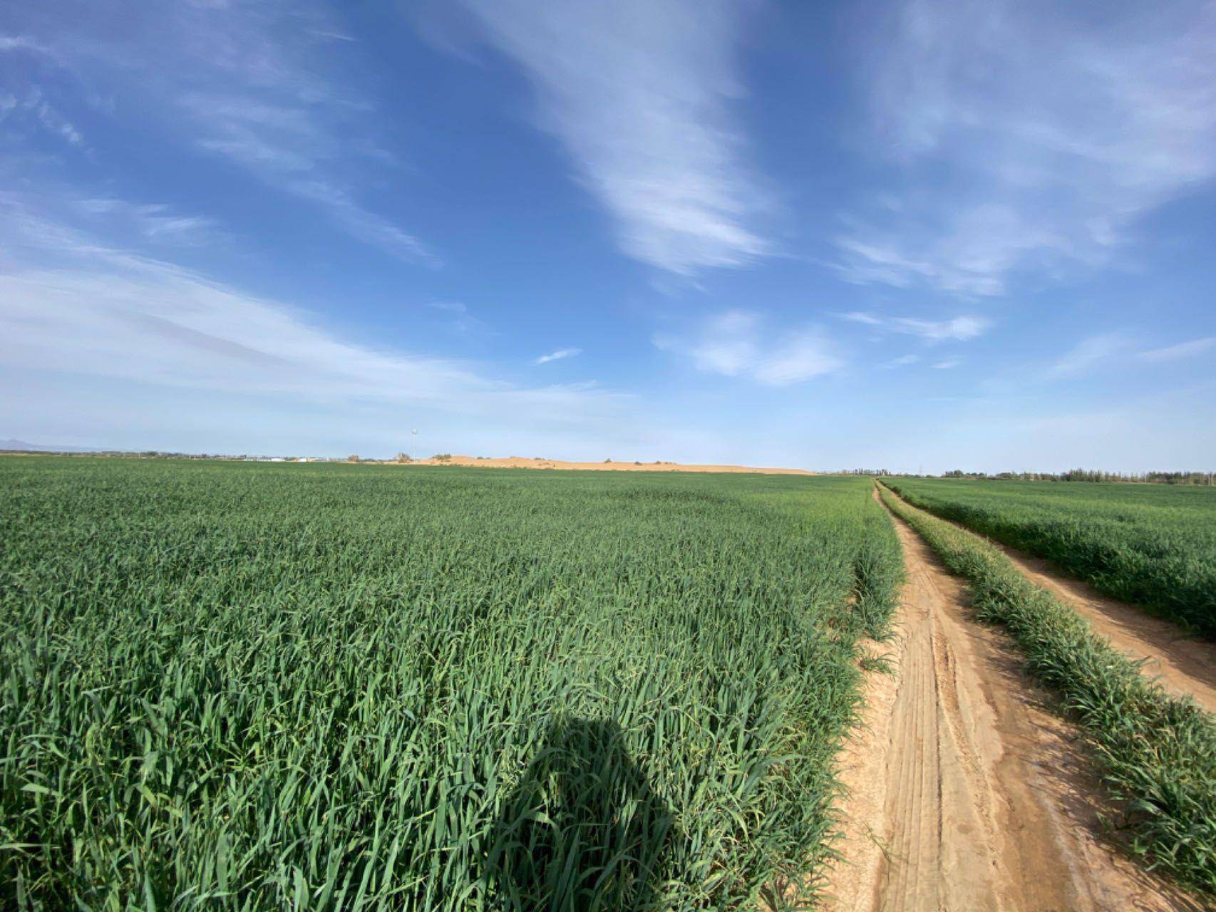 沿着黄河遇见海丨乌兰布和沙漠里能种草养牛了_种植_牧草_圣牧