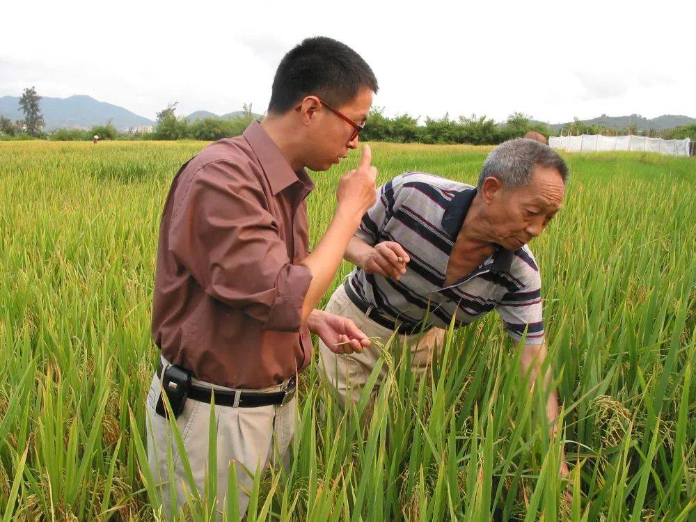 袁隆平和赵炳然(左)在田间观察水稻.