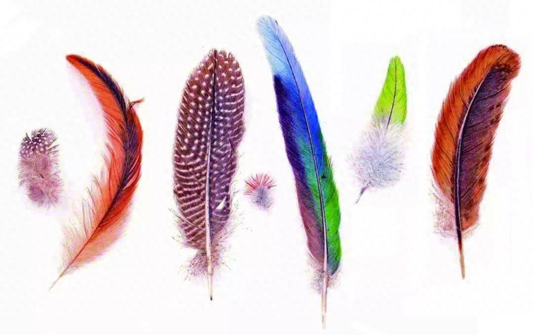 鸟的羽毛,就是为了臭美?_进化_恐龙_孔雀