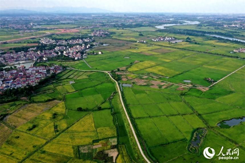 在航拍镜头下,江西省南昌市安义县长埠镇横岗村晚稻逐渐泛黄,河流在