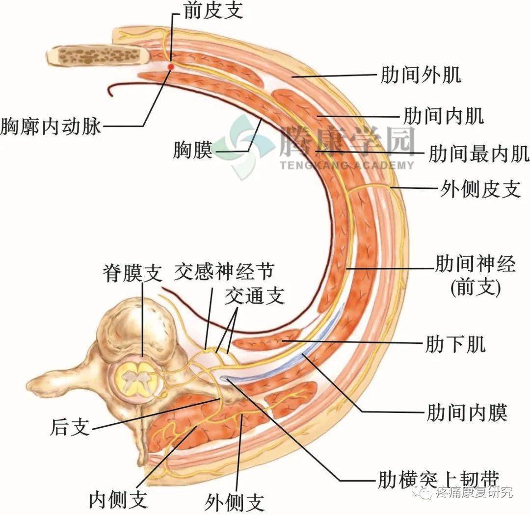 肋间动脉走行示意图图片