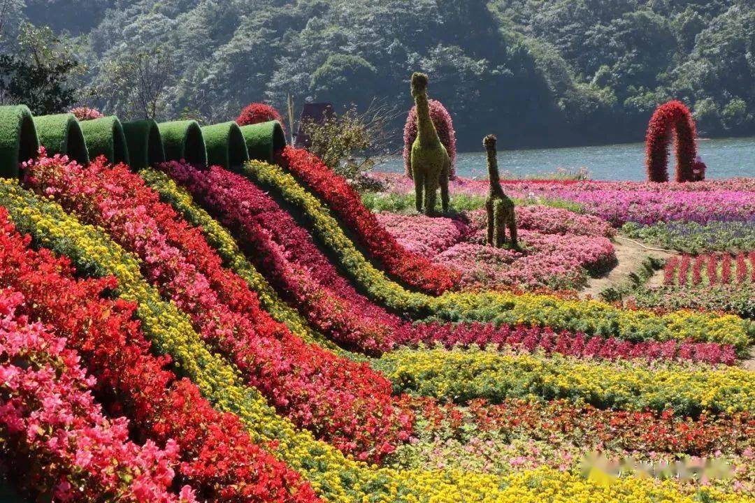 广州海拔800米七色花海开了,在天池边_石门_广东_从化