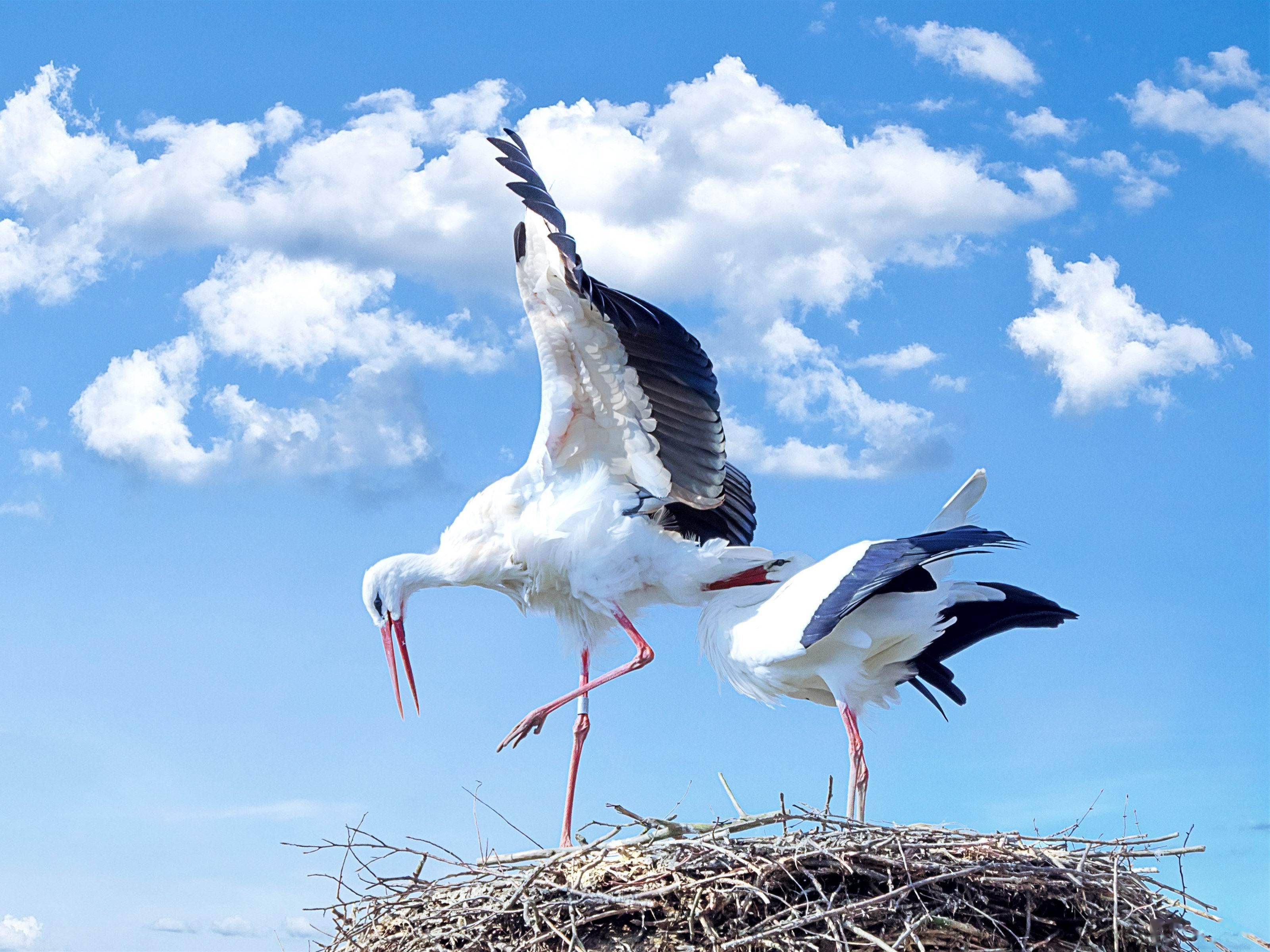 《说文解字》第746课:细说"鹤"字,成语"鹤鸣九皋"的来源_水鸟_本义