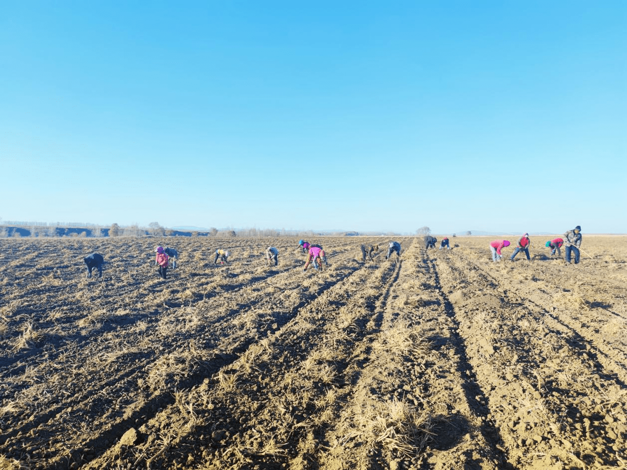 汤原农场如意管理区:特色种植助力乡村振兴_中草药_防风_优势