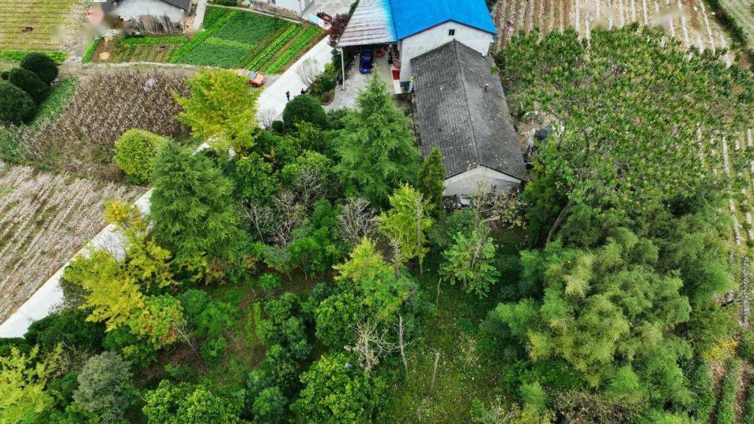 庭院扮靓乡村 长阳贺家坪镇青岗坪村九旬夫妇用爱将庭院绿植呵护成一