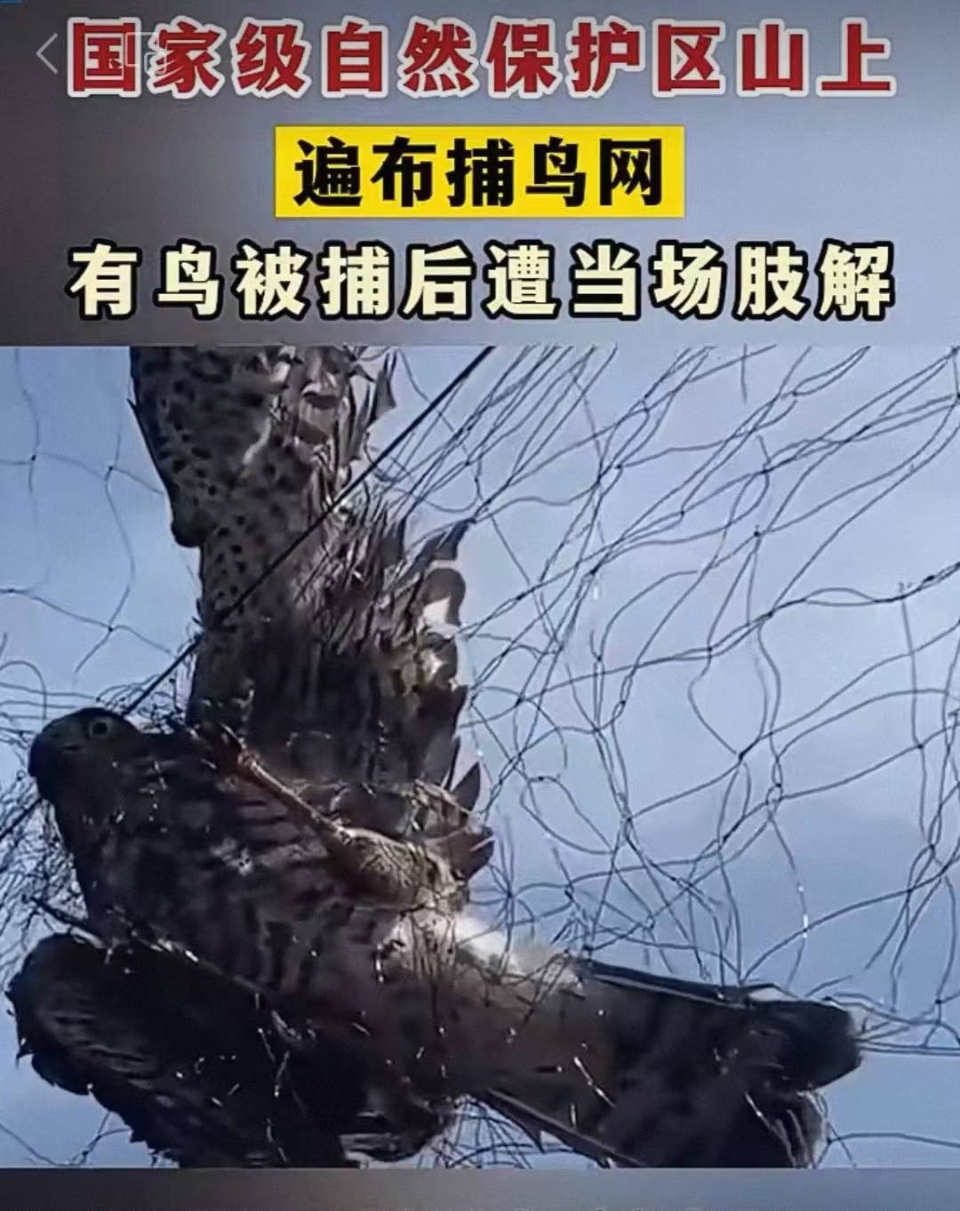 自然保护区遍布捕鸟网，何谈“保护自然”？| 新京报快评_进行_长岛_动物