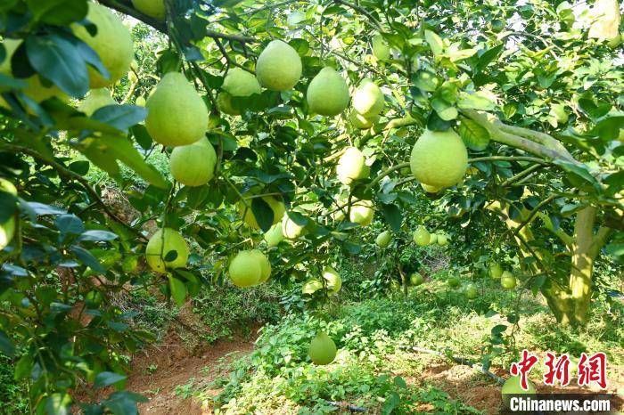 韦捷 摄中共容县县委书记甘文波称,当地充分发挥容县沙田柚中国特色农