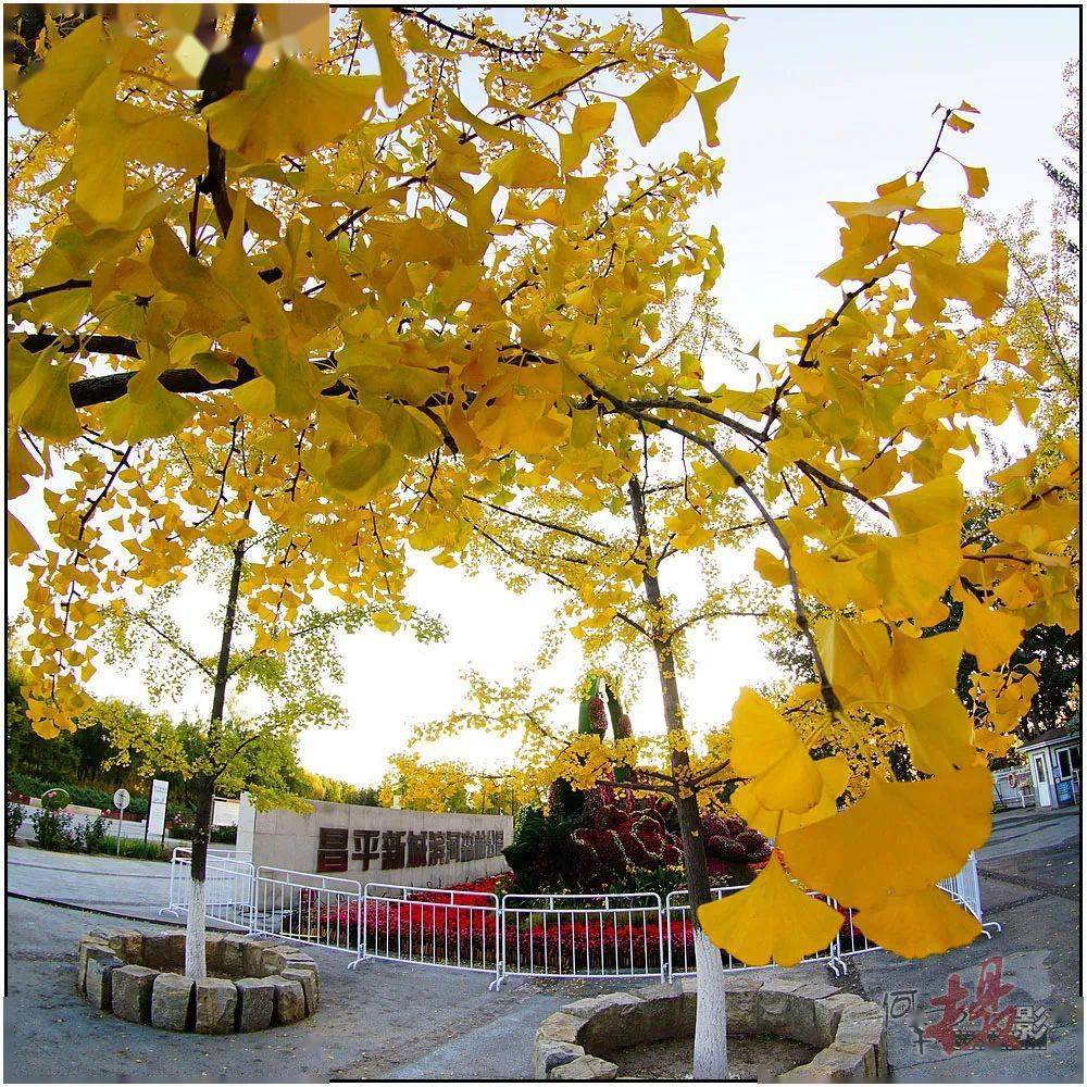 这座郊野公园秋色渐浓_巩华城_昌平_园区