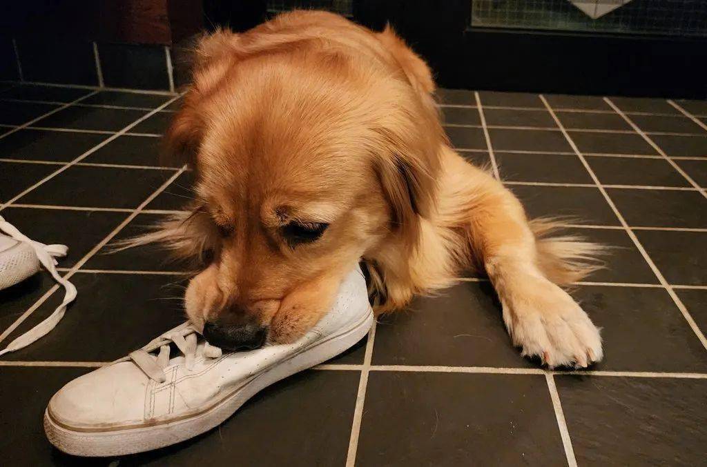 金毛喜欢闻臭鞋,吸完还一脸满足:越臭越香!_鞋子_闻才_开心
