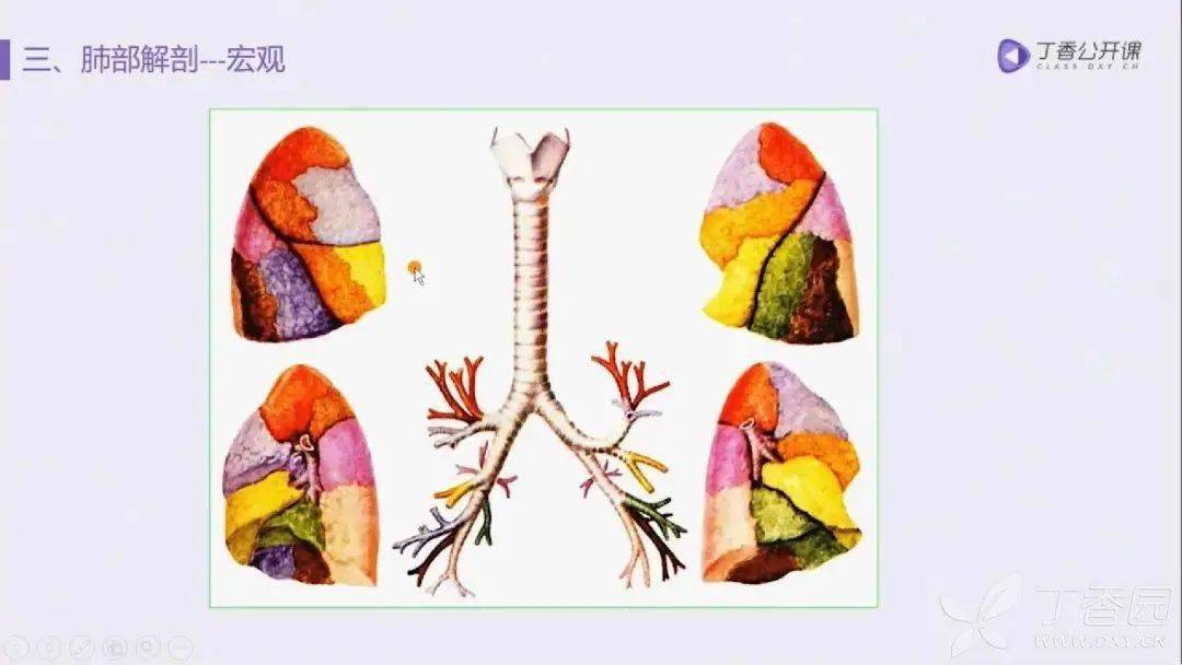 5 句口訣教你識別病灶位置!_支氣管_結構_肺泡