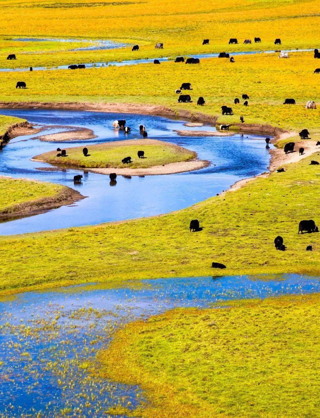 秋意浓,阳光好,一起去川西阿坝邂逅最美秋色!_红叶_雪山_海子