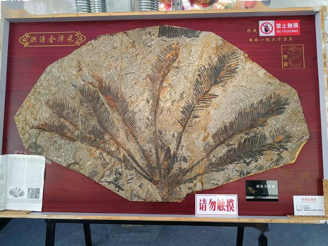 走进丨热河生物群精品展_化石_中国_昆虫