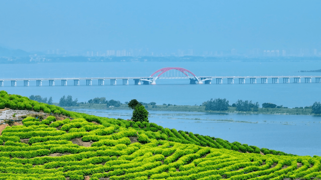 全桥598根桩基均为Ⅰ类桩