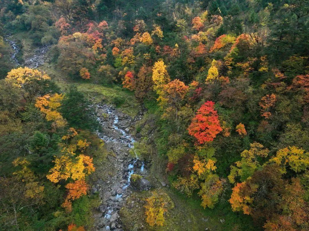 深山踏紅葉,耳畔聞鹿鳴穿過別樣秋色邂逅山野精靈去尋綠野仙蹤的秘境