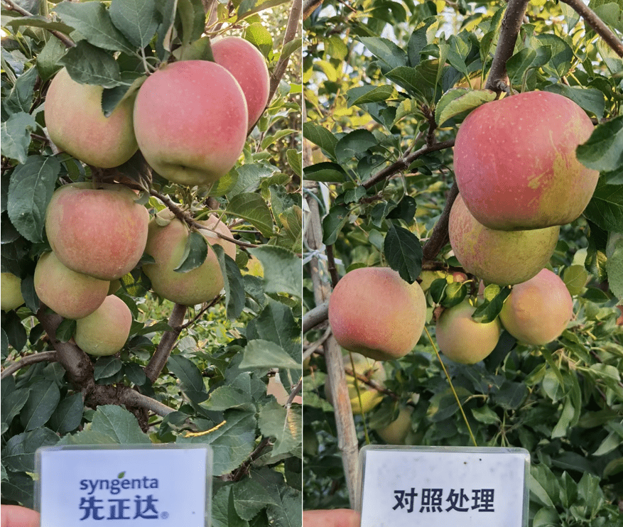 先正达公司的植保方案在苹果上表现出的提质,增产的效果得到了全国