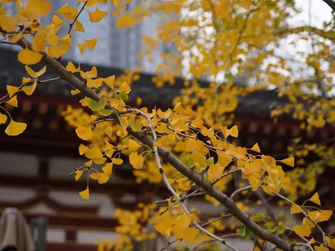 中秋节手抄简介内容_中秋节手抄报内容简写_中秋节简笔画手抄报内容