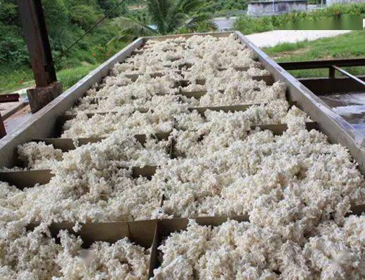 标胶的生产流程,从割胶到产品,天然橡胶进口知识_胶乳_胶片_分类