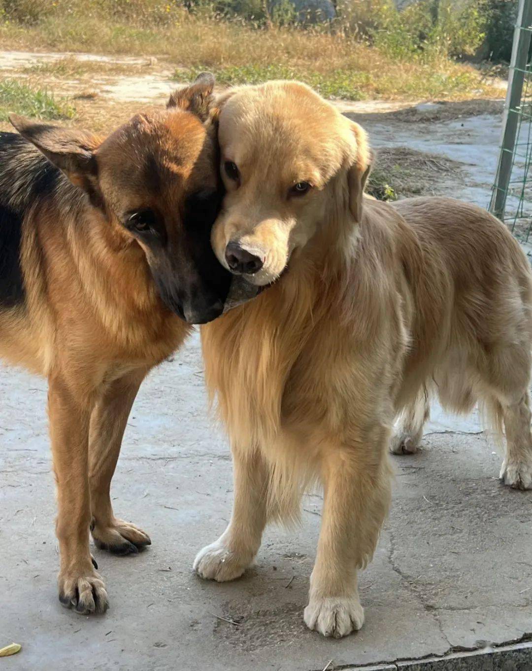 大金毛有位德牧朋友,俩只狗一见面就超腻歪,金毛:快说你跟我天下第一