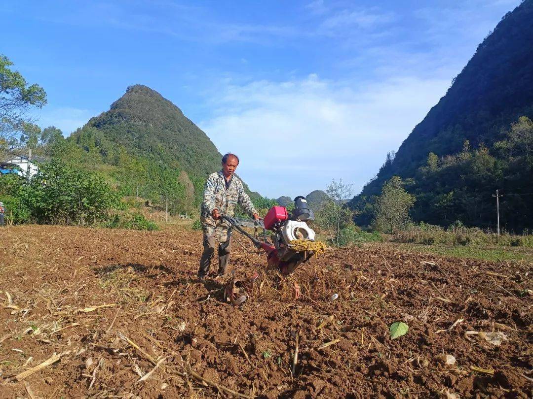 织金县猫场镇:抢抓时令促生产 冬种油菜正当时_种植_四甲_流转