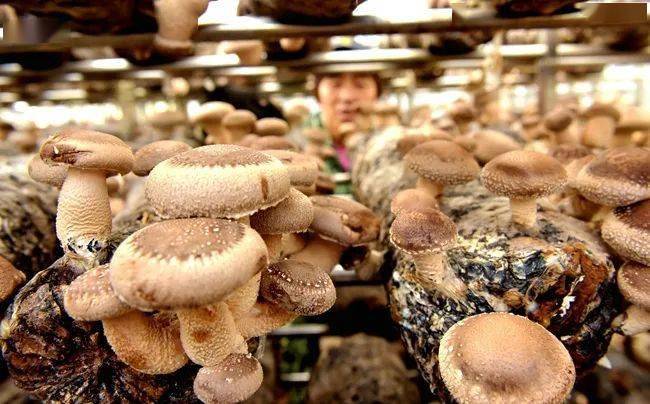 【豫媒观嵩】河南嵩县:小菌菇,打造乡村振兴新引擎_香菇_种植_产业