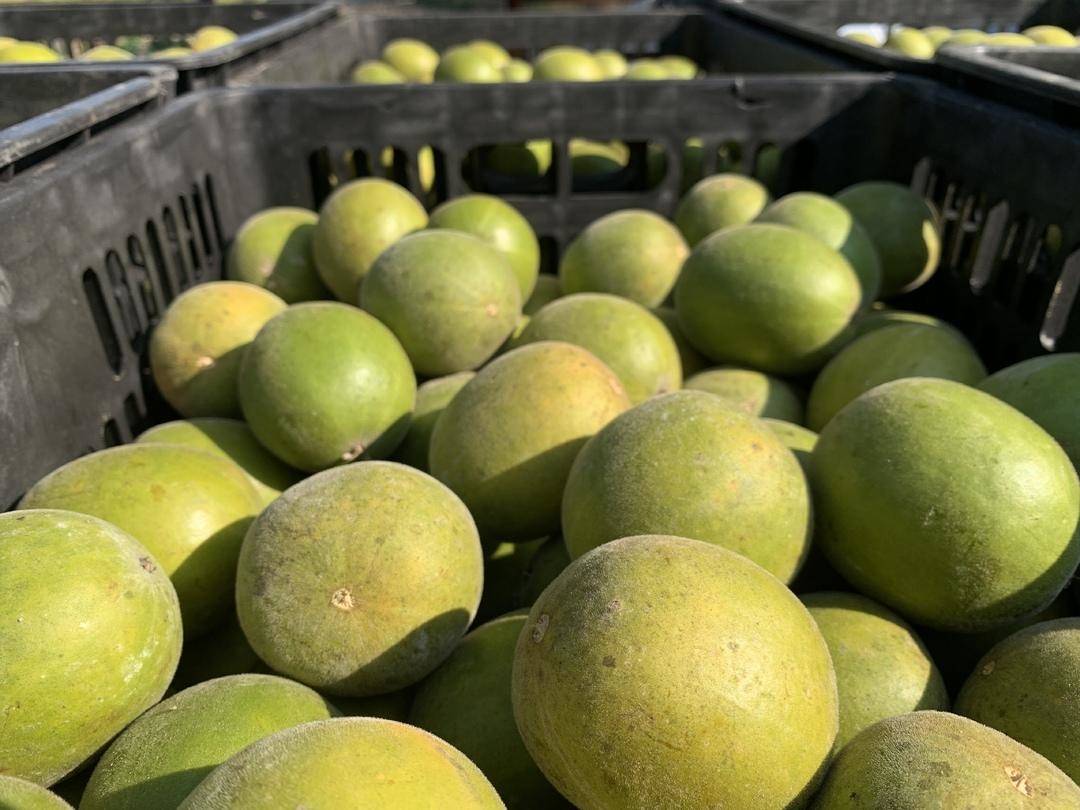 江永:小罗汉果作出产业"大文章"_种植_公司_江永县