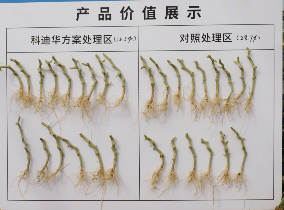 科迪华生物制剂 化学植保方案重磅出发_处理_哈密瓜_叶片