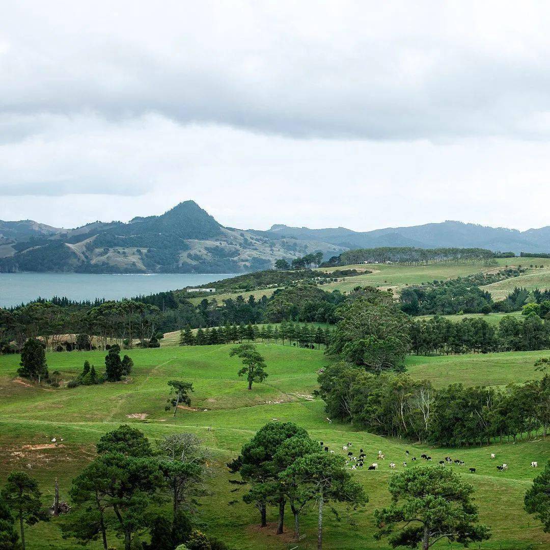 「银蕨农场」牛羊鹿红肉系列,100%草饲,天然低脂_新西兰_美味_认证