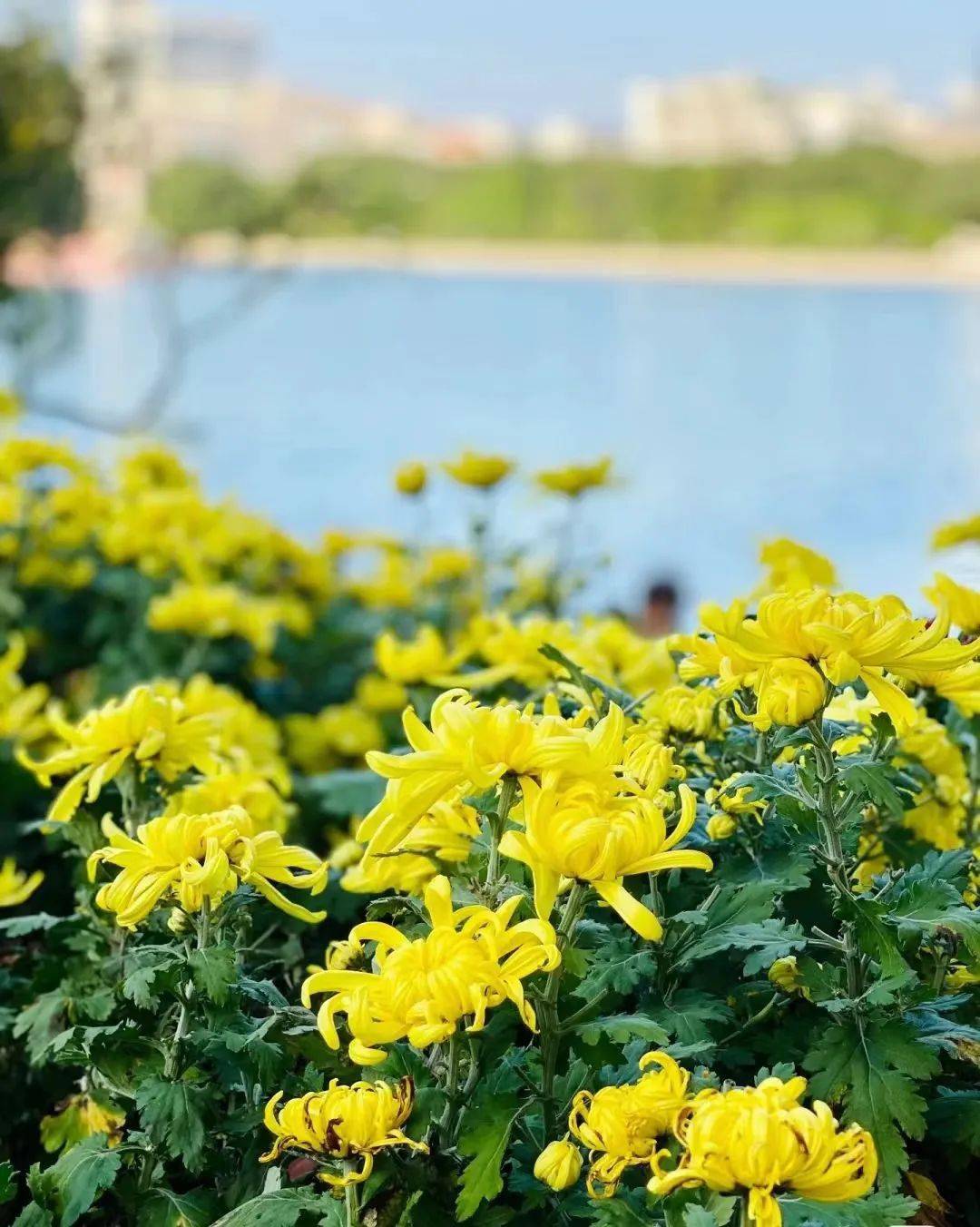 福州西湖公园菊花图片