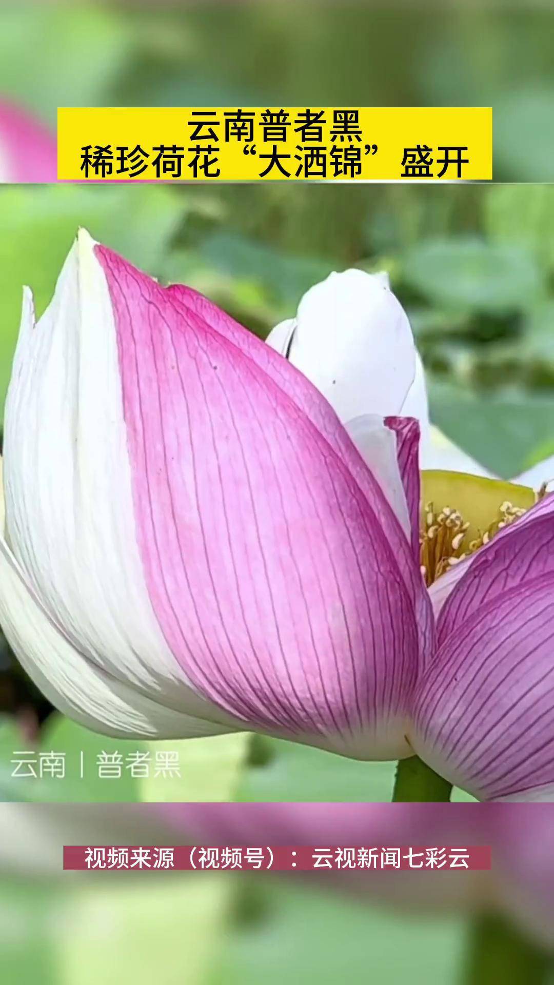云南普者黑稀珍荷花"大洒锦"盛开