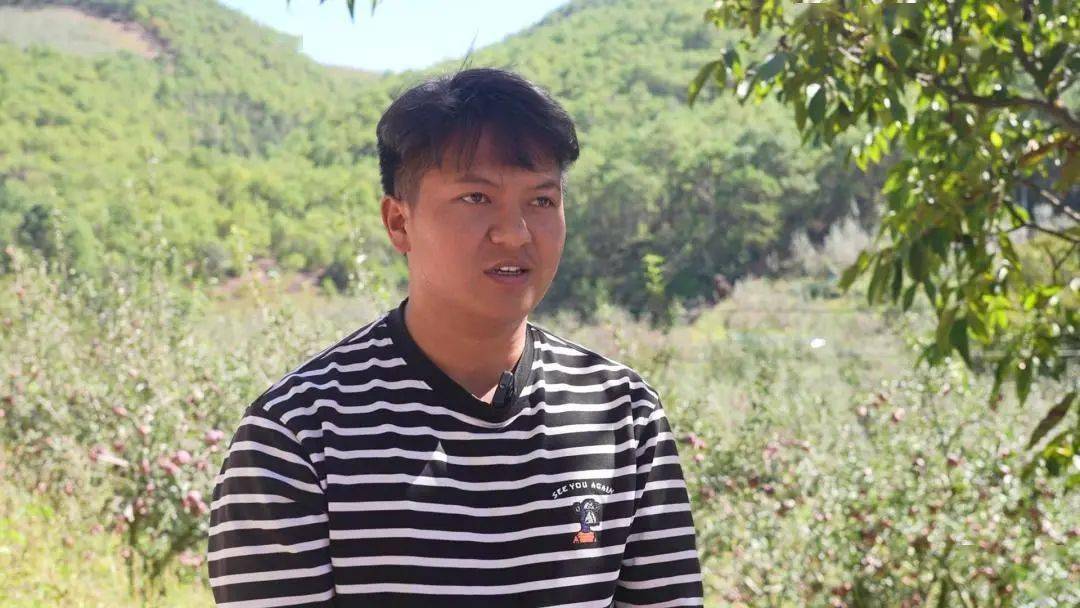 宾川:平川"糖心苹果"甜蜜上市!_园村_李子_种植