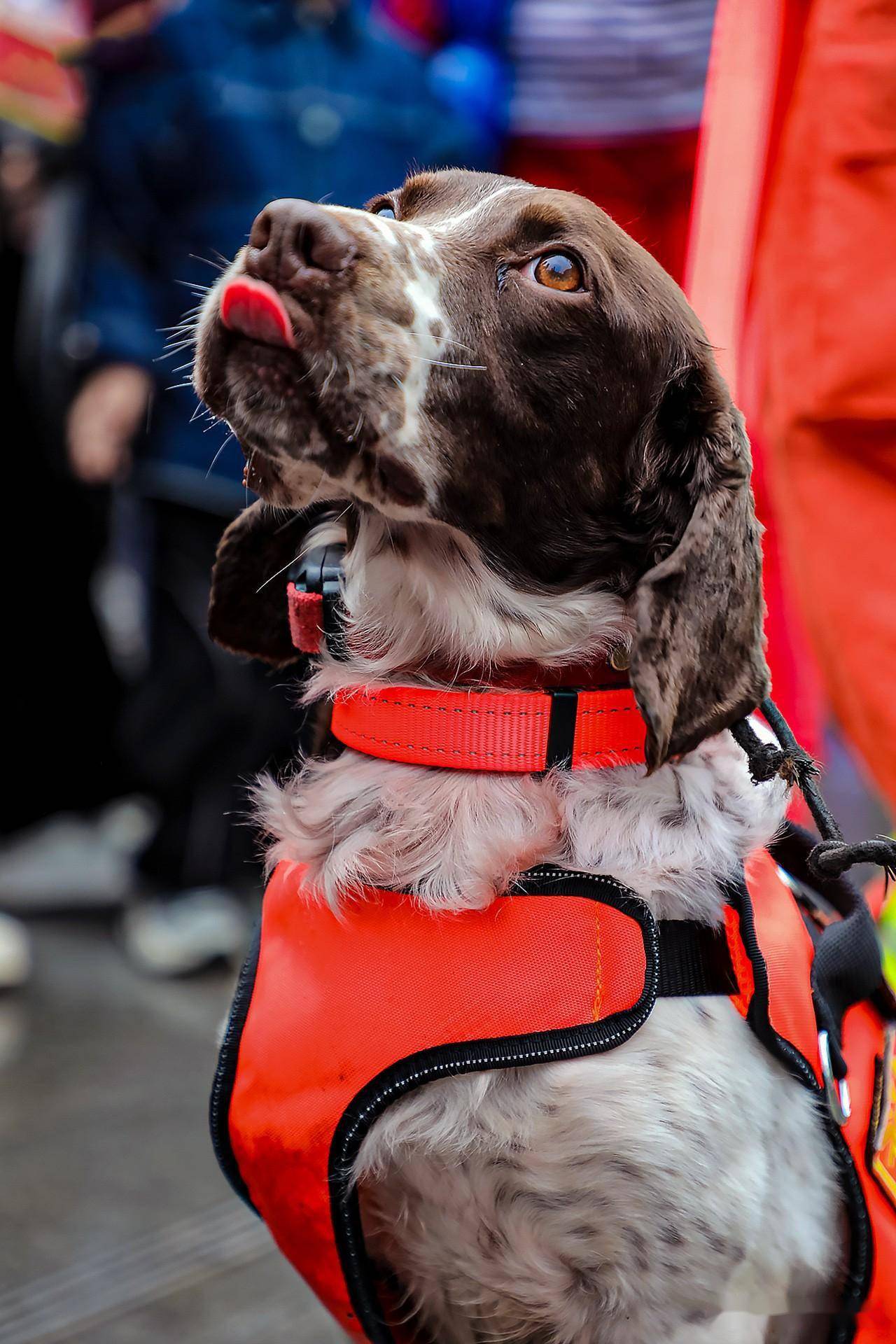 搜救犬种类图片